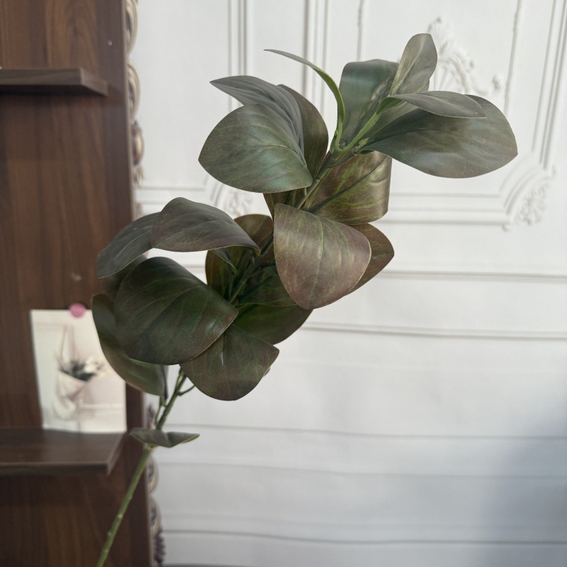 Single bean leaf