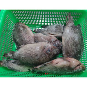 中国出口罗非鱼鳞片和肠道去除冷冻罗非鱼内脏和鳞片冷冻罗非鱼
