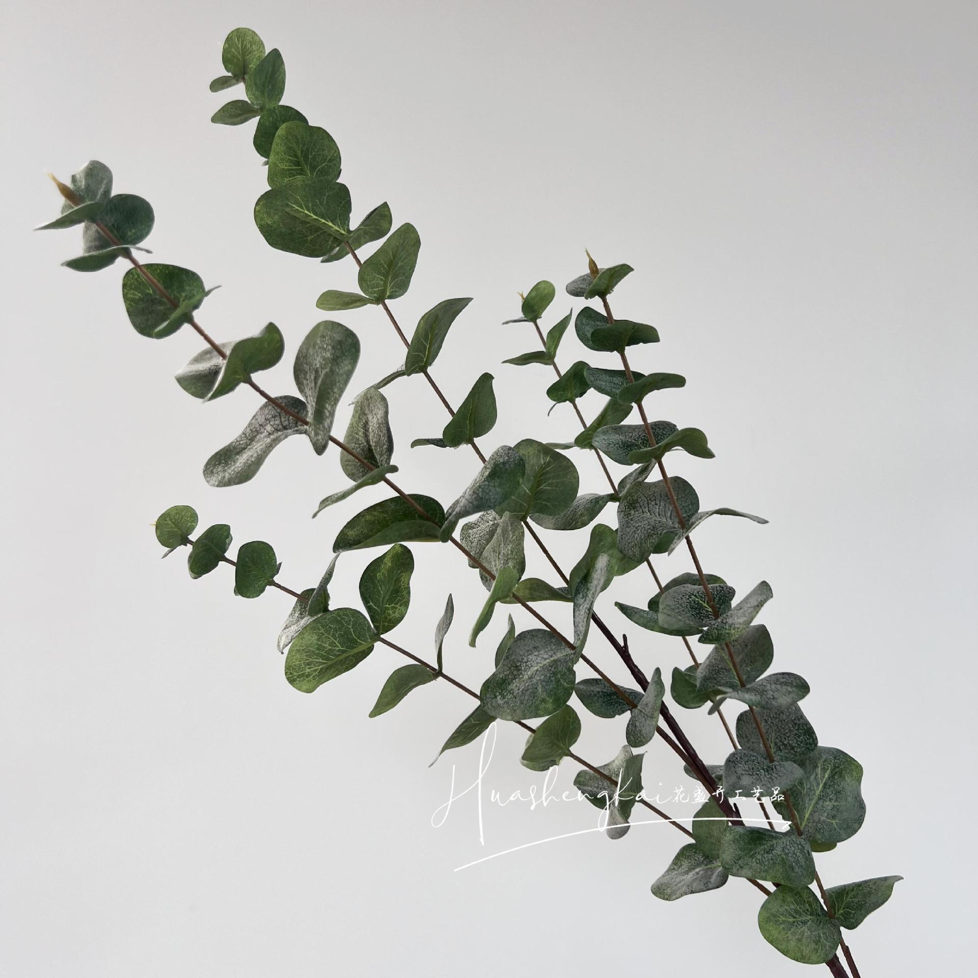 Eucalyptus à 5 fourches 2
