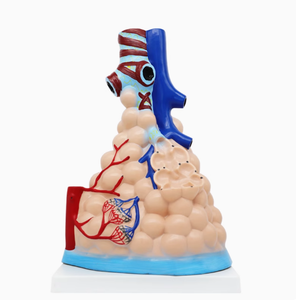 Modèle d'amplification alvéolaire en PVC Modèle anatomique des sciences médicales Représentation précise de la structure alvéolaire - Product Image 1