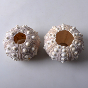 Tự Nhiên Biển Nhím Vỏ Bình Tinh Tế Độc Đáo Dứa Thiết Kế Cổ Điển Trong Nhà Và Ngoài Trời Nhà Máy Nồi Thanh Lịch Món Quà Cưới Ý Tưởng - Product Image 3