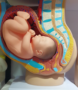 学校のための医学人間の初期発達モデル妊娠中の人間の子宮の赤ちゃん - Product Image 5