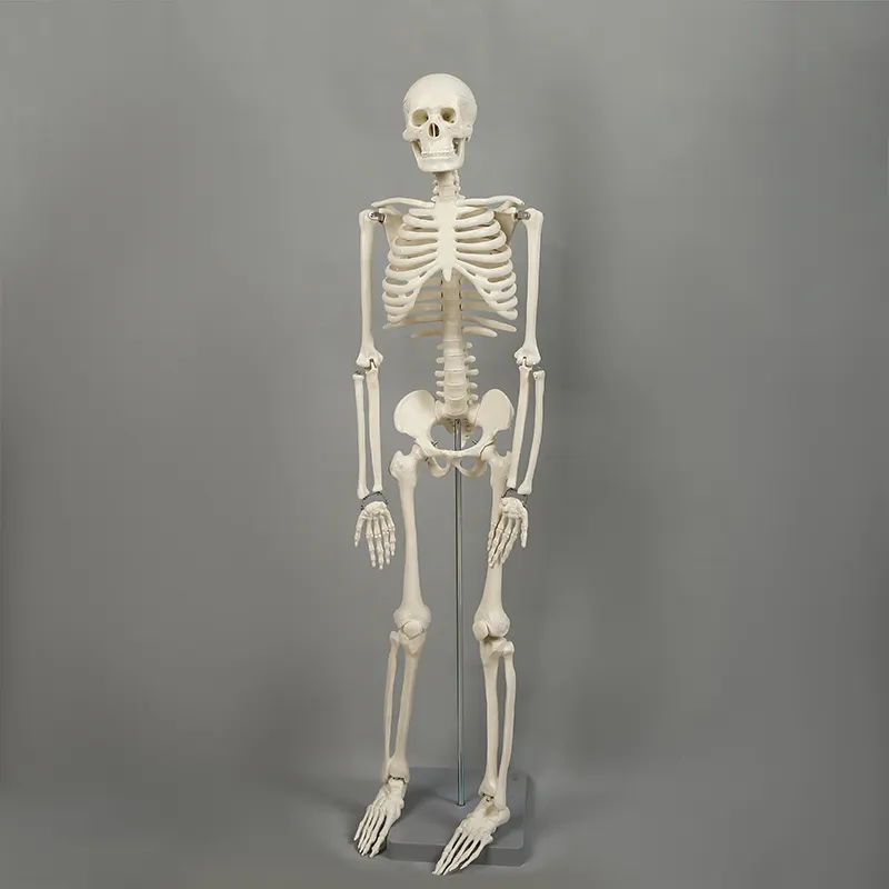 Modello di scheletro della struttura umana anatomica medica del tipo di pavimento dello scheletro di 42cm