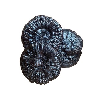 Оптовая продажа, высокое качество, натуральные Оригинальные травяные растения линчжи, дикие сушеные Ganoderma Lucidum <span class=keywords><strong>Reishi</strong></span> - Product Image 1