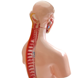High-quality Detachable Medical Model Teaching Anatomy of the <strong>Human</strong> Torso, <strong>Back</strong> Anatomy, Head, Neck, Torso Model (85 Cm) - Product Image 6