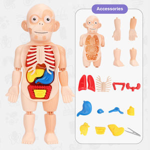 子供のDIY医学教育ゲーム学習人間臓器モデル認知アセンブリ科学 & 工学玩具 - Product Image 5