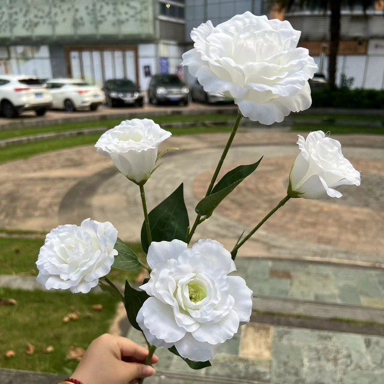 Platycodon blanco de 5 cabezas