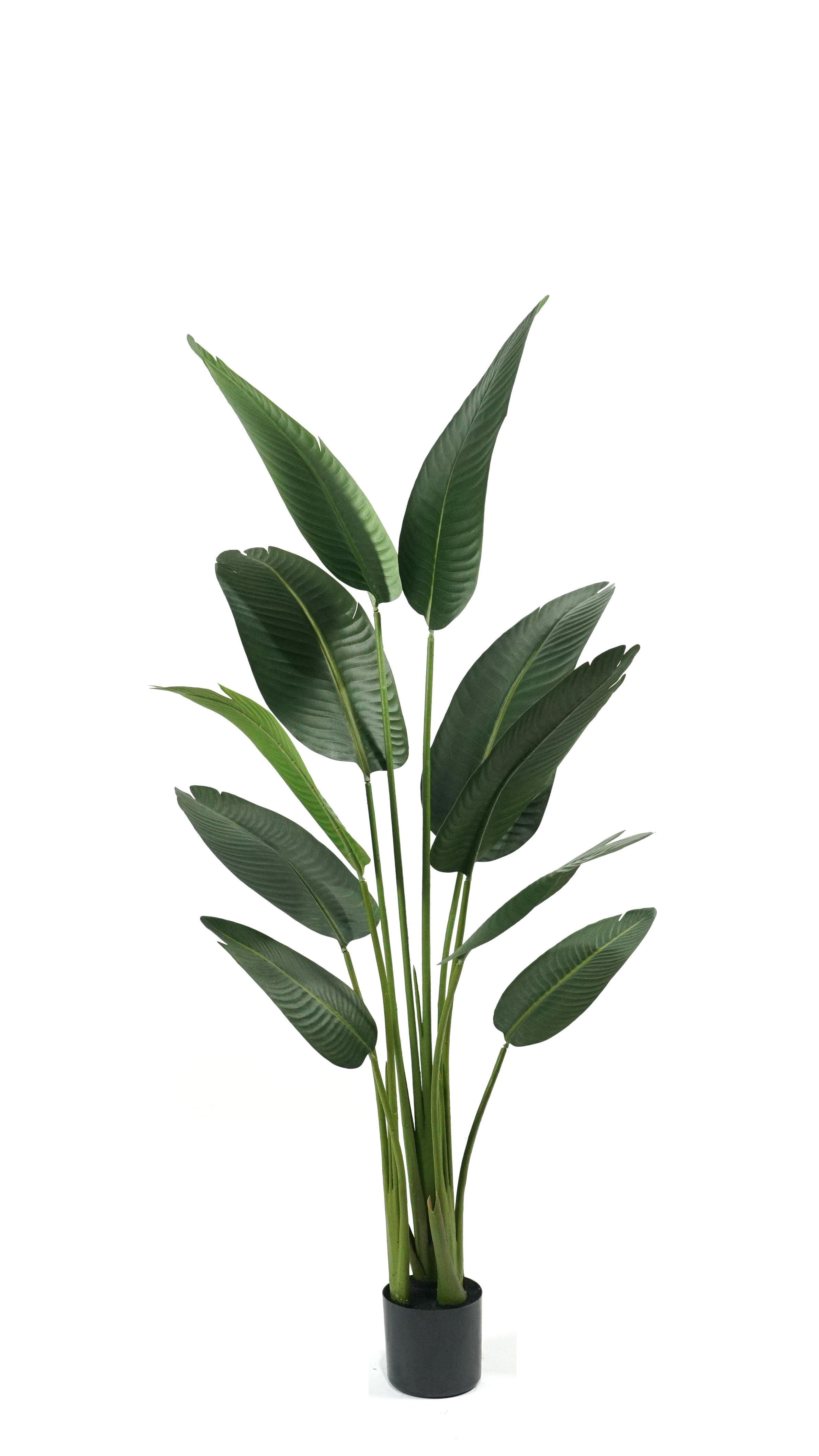 Areca Palm
