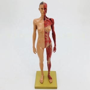 Medical <strong>Arts</strong> 30CM Painting Reference Skull Model Bust Human Musculoskeletal Anatomical Structure <strong>Art</strong> - Product Image 4