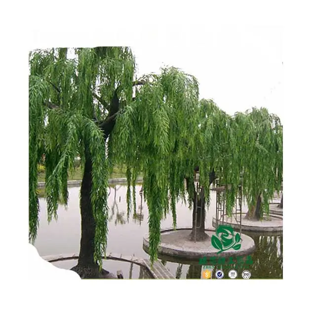 2017 Large Outdoor Green Plastic Willow Leaves Plants Artificial Weeping Willow Quality Tree For Garden Decor