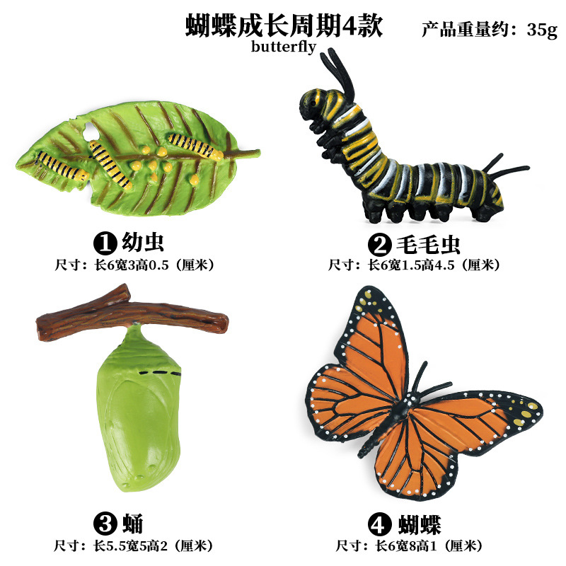 Ciclo de crecimiento de la mariposa 4 sets