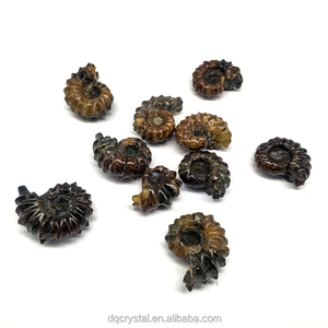 Venta al por mayor de caracolas de amonita natural, colección de fósiles, espécimen fósil de caracola en bruto natural de Madagascar colorido para Decoración - Product Image 2