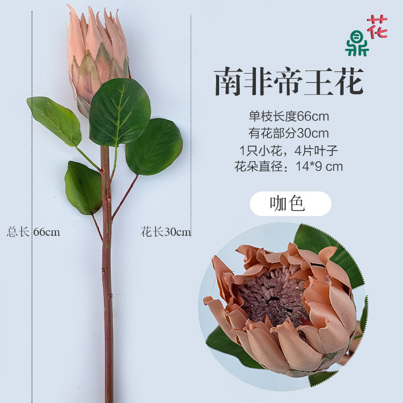 Protea du roi d'Afrique du Sud (marron)
