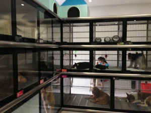 Jaulas Gatos KA-508C gabbie modulari per animali domestici in acciaio inossidabile di lusso Kandang Kucing Cage per allevamento di gatti - Product Image 5