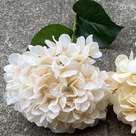 12 grandes têtes d'hortensia français champagne