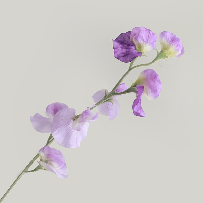 สีม่วงอ่อน