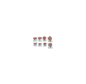 ADA-414A กระบวนการพัฒนาสำหรับทารกในครรภ์ (ครึ่งขนาด) - Product Image 1