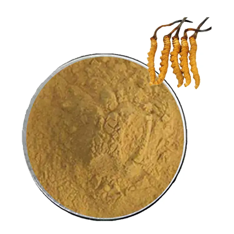 Gezondheidssupplement Cordyceps Paddestoel Organische Cordyceps Sinensis Extract 1% Cordycepine Poeder