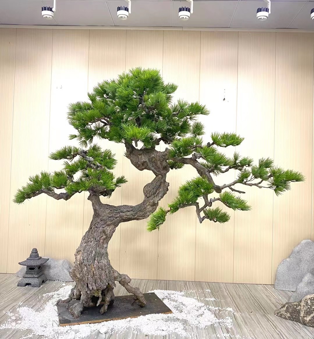 1.9m old mountain pine