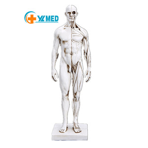 <strong>Art</strong> Human Musculoskeletal Anatomical Structure Model Painting <strong>Art</strong> Sculpture Teaching Reference Model 30cm Muscle Human Model - Product Image 1