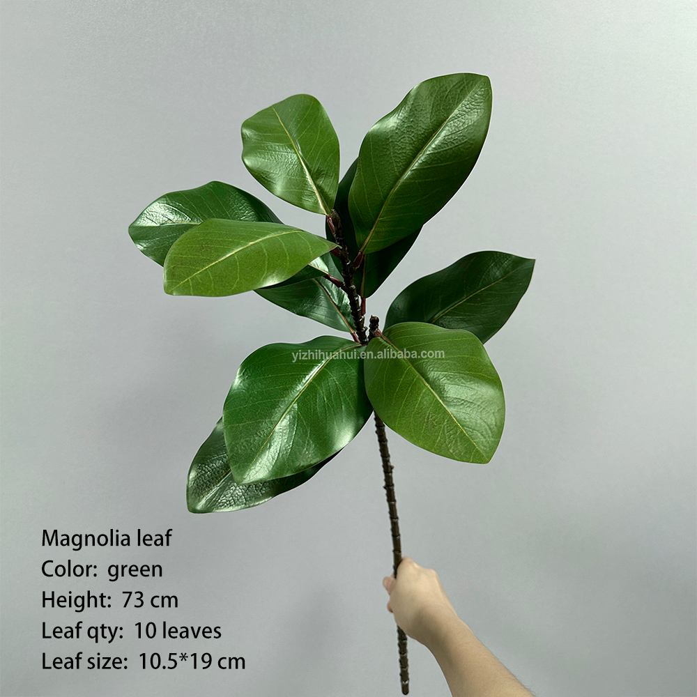 10 cabezas de Magnolia verde