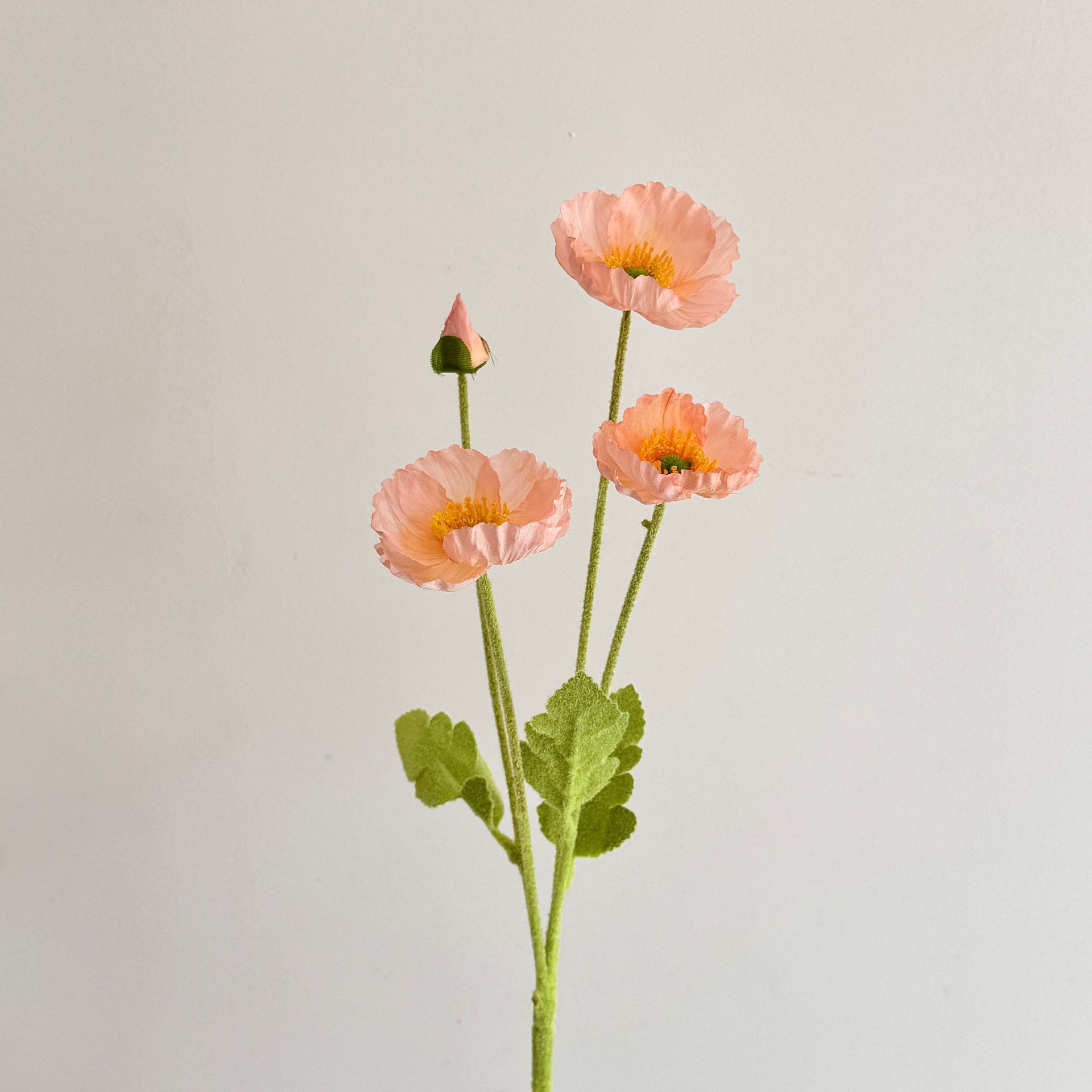 Rosa corallo