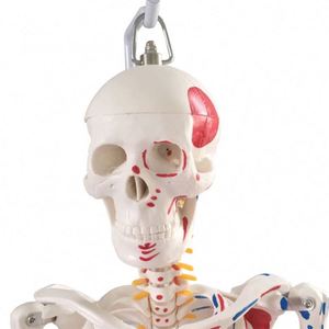Tıp bilimleri öğretim ekipmanı için gerçek oranlar ve esnek eklemlerle yaşam boyu insan vücudu iskelet modeli - Product Image 5