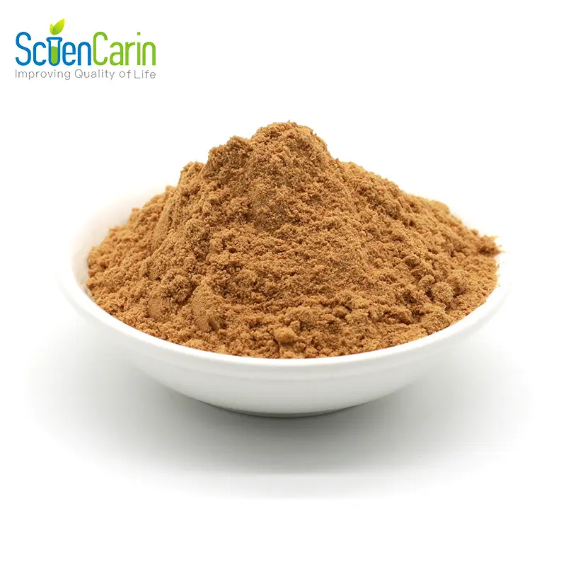 OEM Service Natural Lingzhi Ganoderma Lucidum Reishi Spore Mushroom Extract Powder for Coffee Tea