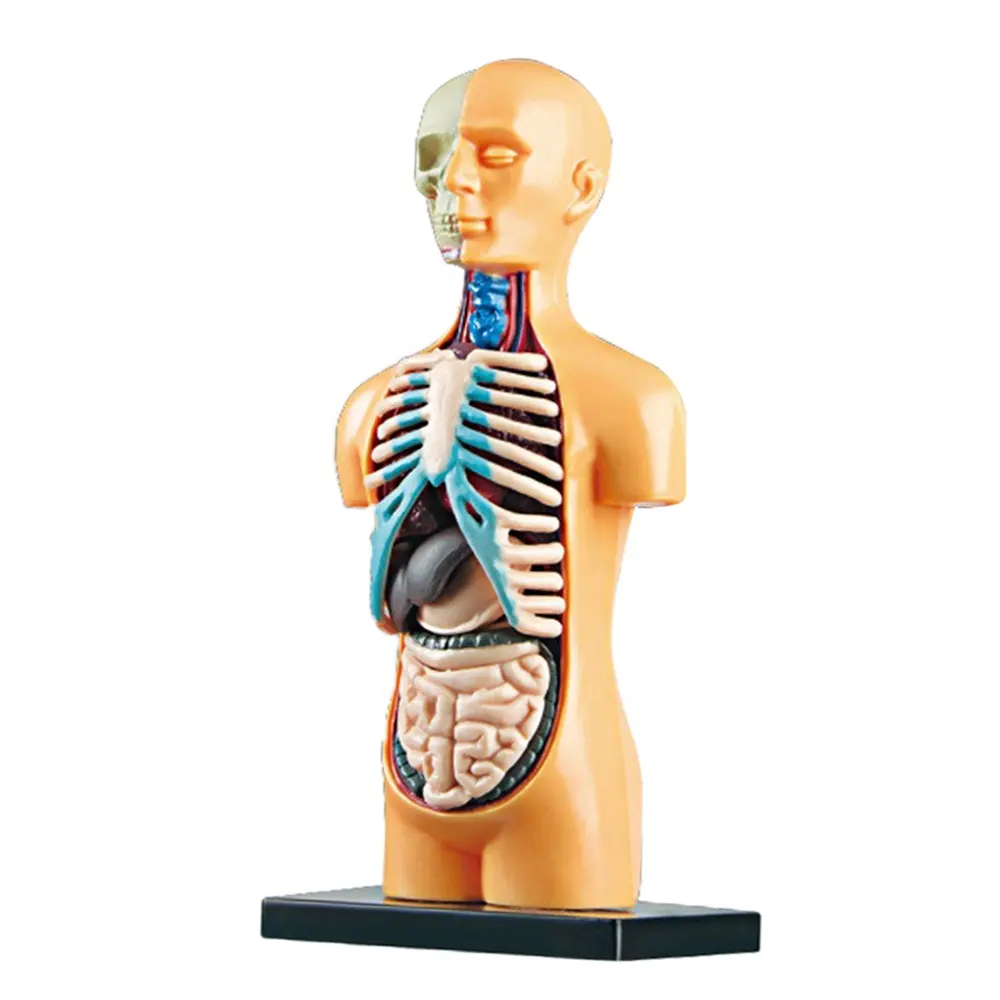 Juguete educativo de ensamblaje de órgano de cuerpo humano para niños, modelo de anatomía, juguete médico, enseñanza de la anatomía humana, aprendizaje popular de Ciencia