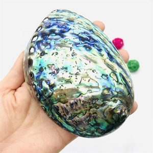 เปลือกหอยเปลือกหอยเปลือกหอยเป๋าฮื้อธรรมชาติสะอาดและขัดเงาสูง - Product Image 6