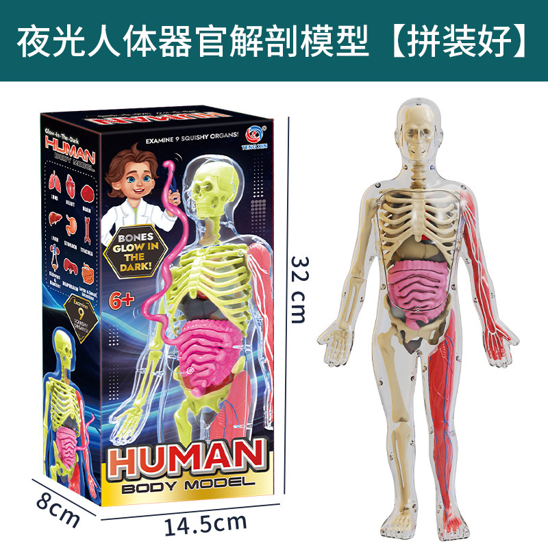 Serie cuerpo humano - Maniquí que brilla en la oscuridad txx-018