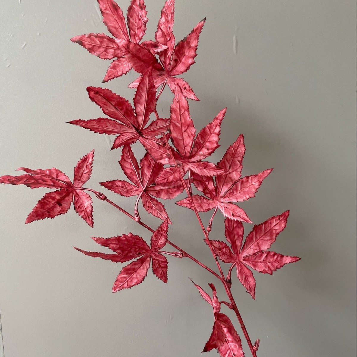Hoja de arce rojo oscuro