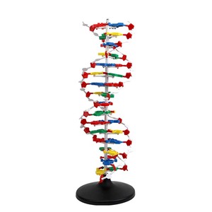 DNA Model Biology Educational Anatomical Plastic DNA <strong>Structure</strong> Model Medical Model - Product Image 1