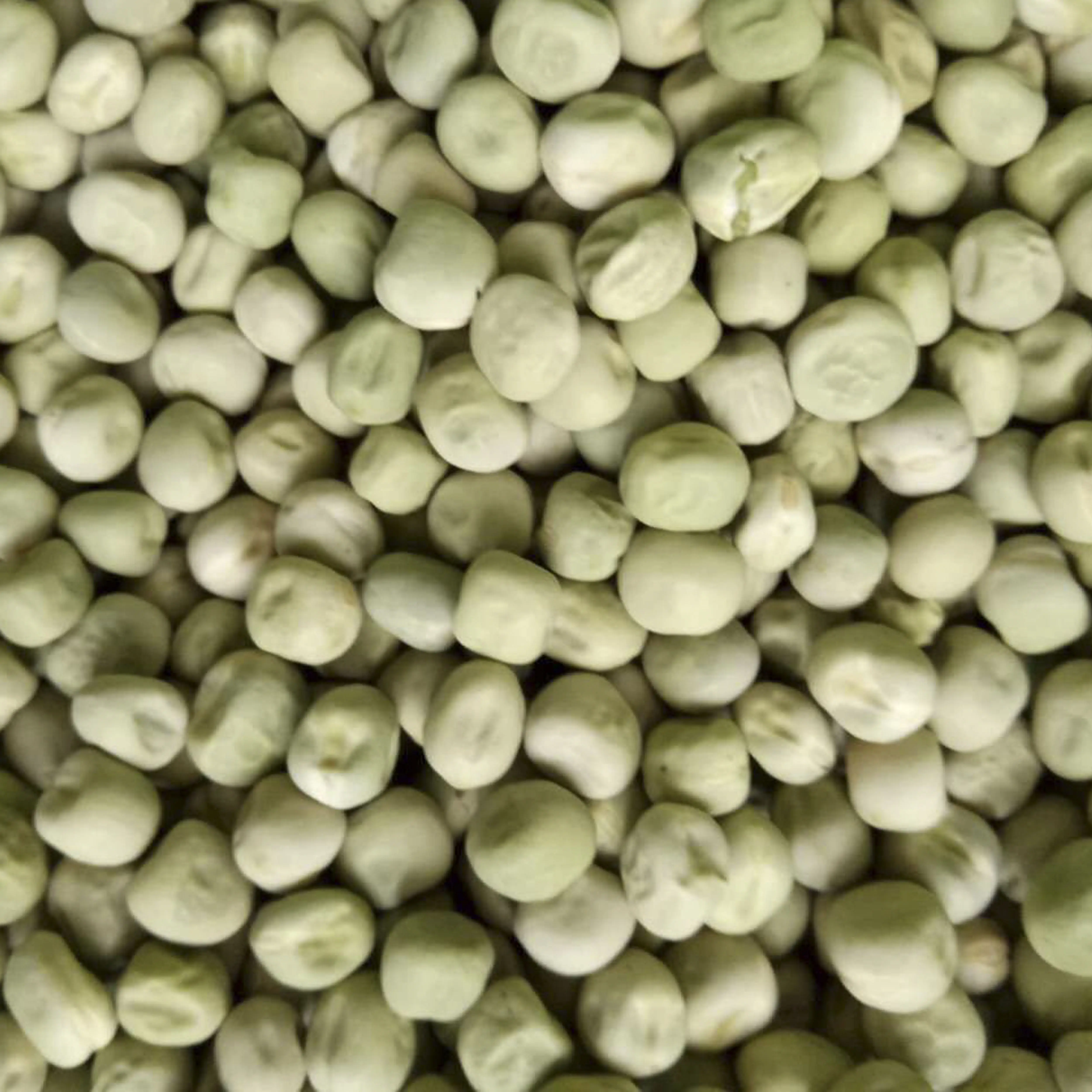Fabricantes de China suministro de guisante verde vegetal liofilizado para alimentos instantáneos