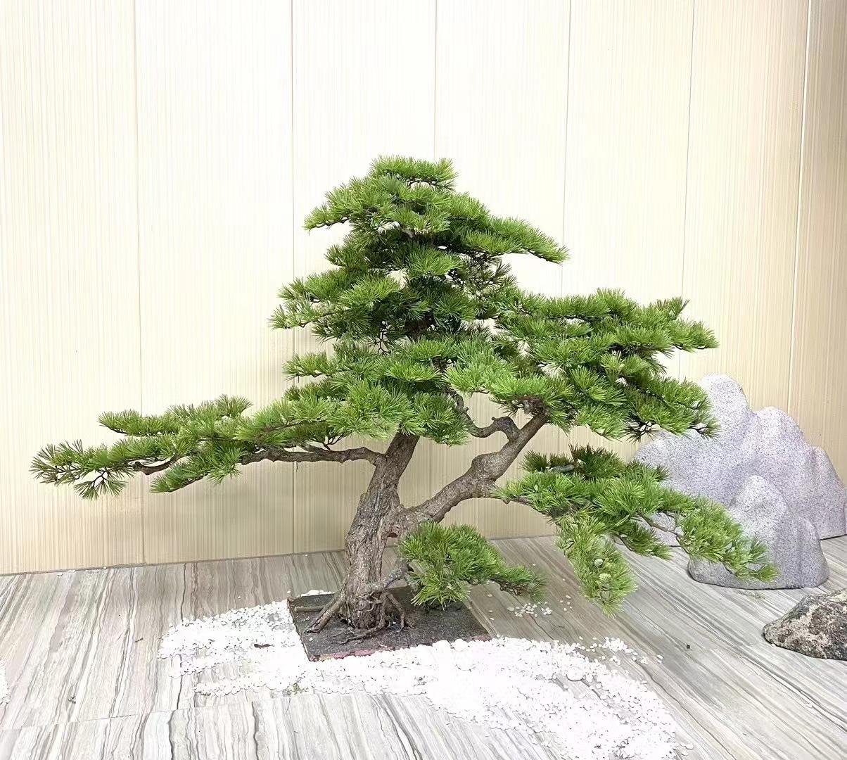 1.1m double branch guest-parting pine