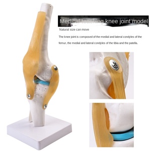 <strong>Human</strong> Functional PVC Knee Joint Ligament <strong>Group</strong> Model for Orthopedics Teaching Includes Knee Cap Nurse Training Medical Science