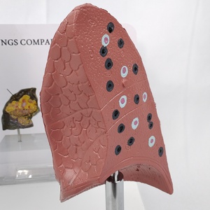 Comparison Model Between Normal Human Lungs Smoking/Drug-Using Lungs Medical Science Product Comprehensive <strong>Explanation</strong> Basis - Product Image 3
