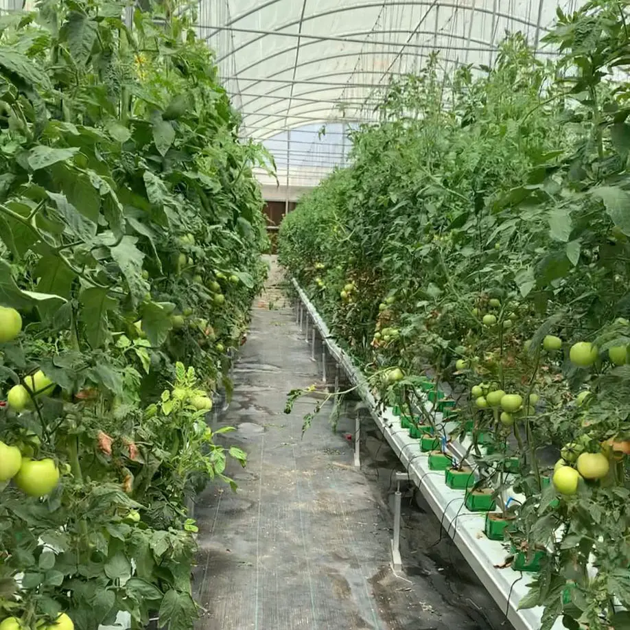 Canal de gouttière hydroponique de jardin aéroponique tomates cerises avec serre de gouttière de tomate hydroponique légère