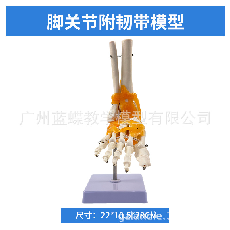 Ligaments de l'articulation du pied