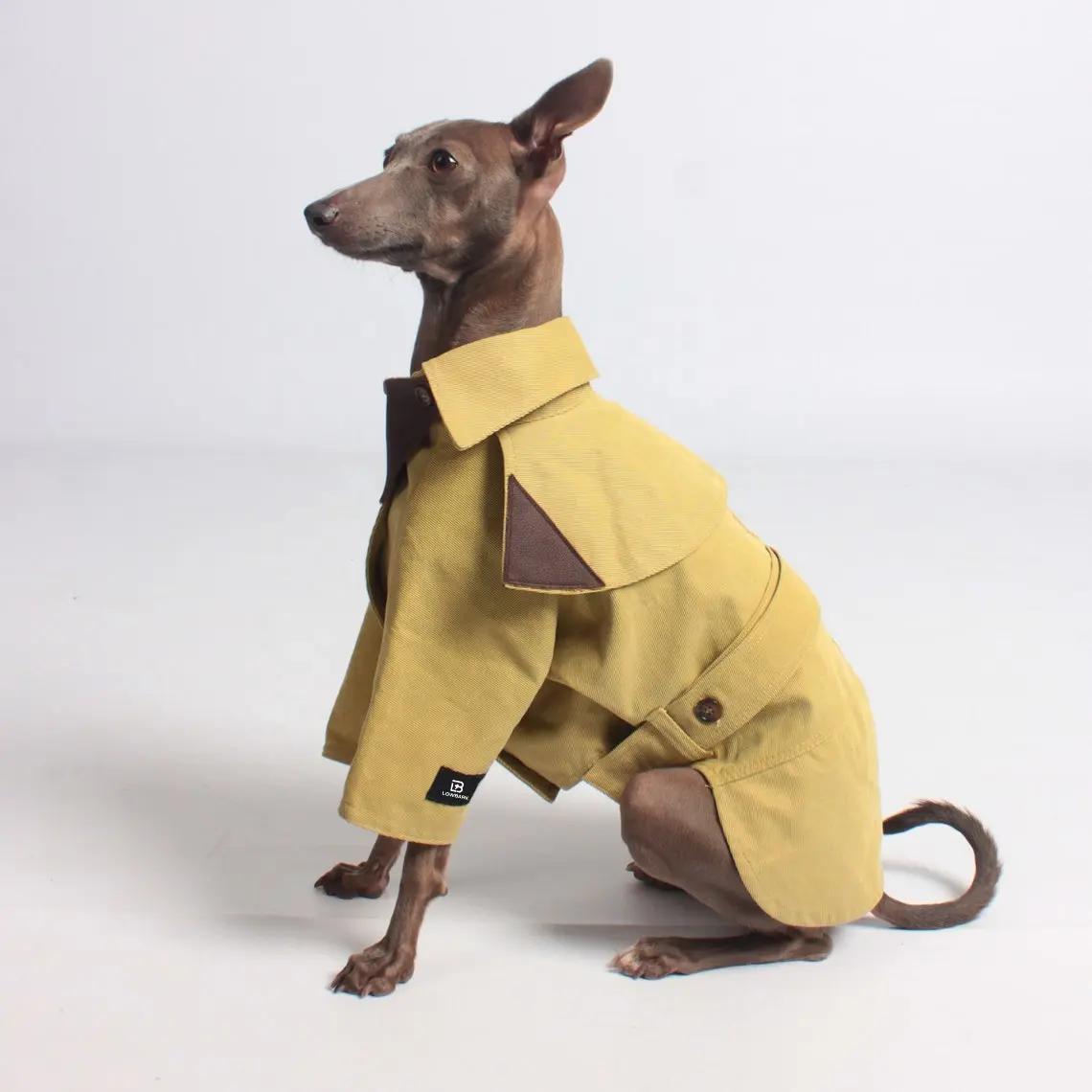 Qiqu-gabardina personalizada para perro, abrigo cortavientos para mascotas, prendas de vestir exteriores para perro, Galgo Italiano, whippet