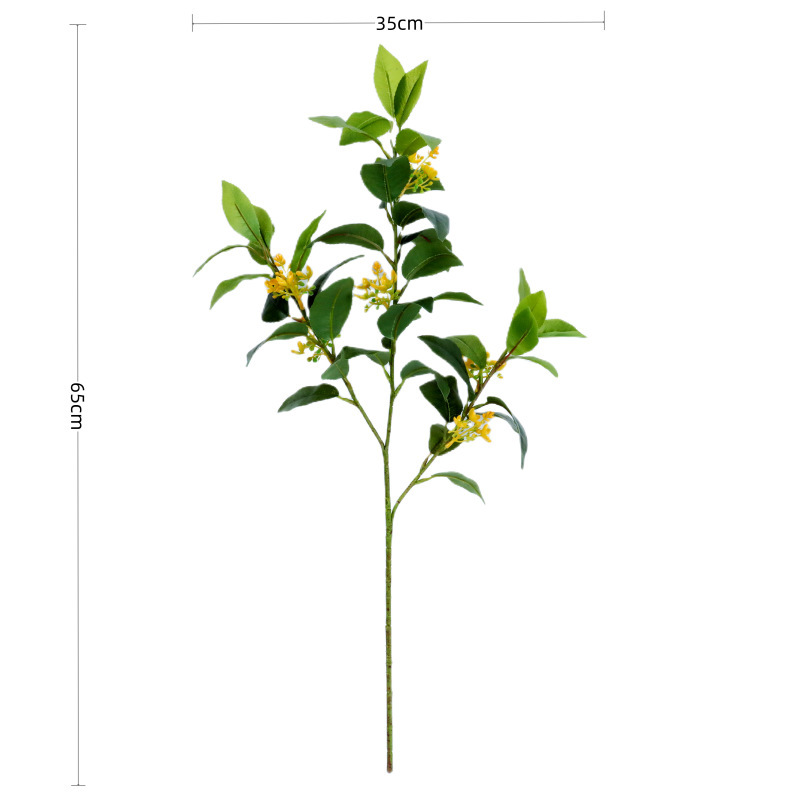 Les feuilles d'osmanthus jaunissent
