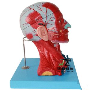 Kafa yüzeysel kaslar sinirler ve yüz kafa modeli yüz eğitimi yüz kas anatomisi kafa modeli muscl İnsan - Product Image 2