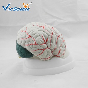 İnsan beyin anatomik tıp bilimleri modeli Brian anatomisi model beyin tıp bilimleri pvc İnsan trombüsünü büyüt - Product Image 4