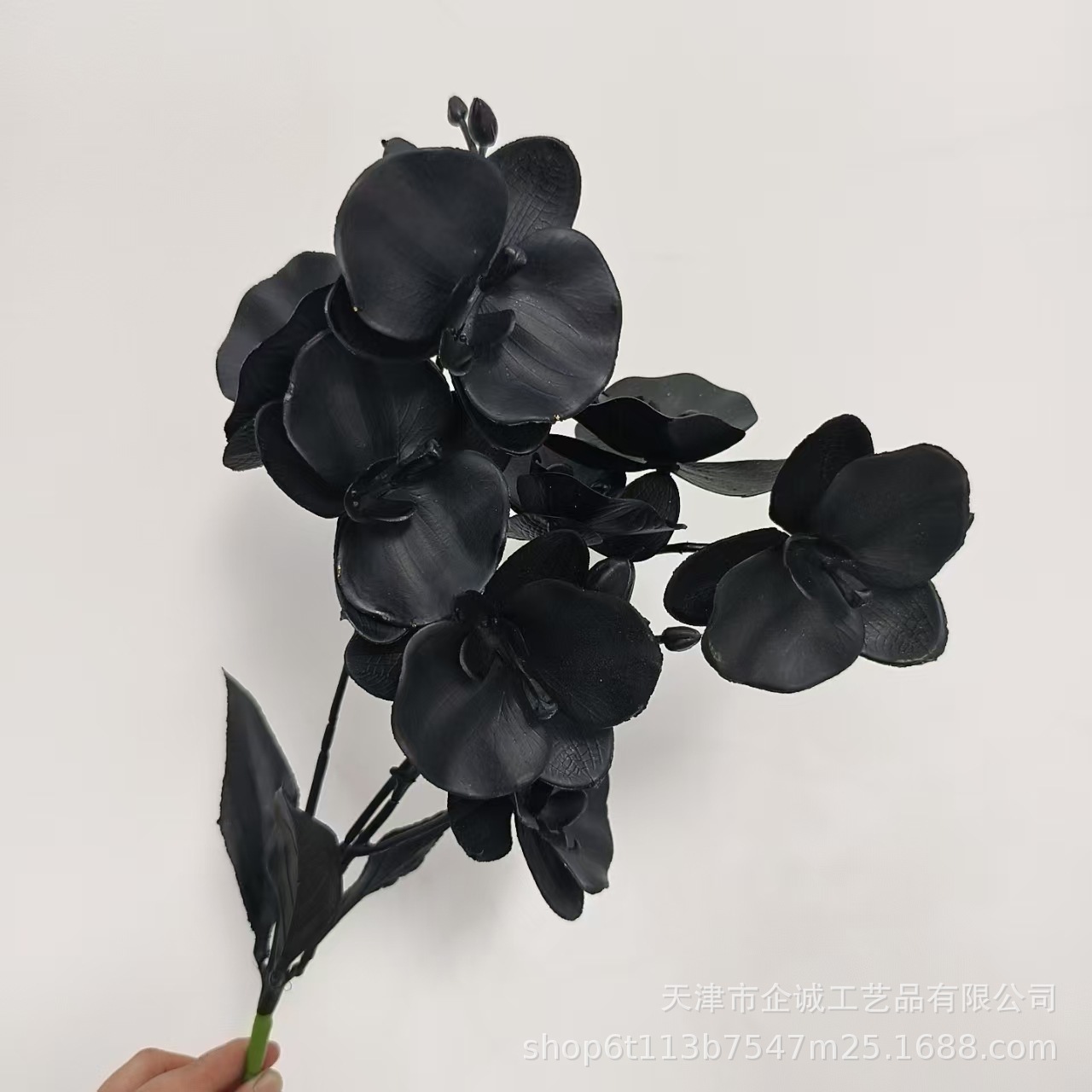 8 grandes orchidées phalaenopsis
