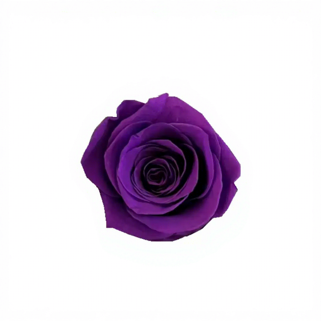 Classico viola di grado B