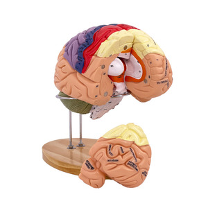 Detachable Human Anatomy <strong>Brain</strong> Model the <strong>Functional</strong> Localization Model of Cerebral Cortex - Product Image 3