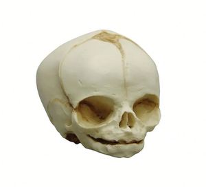 Kyrenmed mô hình sọ thai nhi Mô hình giải phẫu sọ y tế thai nhi <span class=keywords><strong>40</strong></span> Tuần Mô Hình Bộ Xương modelo de craneo thai nhi - Product Image 6
