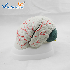 Neues Stil Gehirn modell anatomisches Gehirn Plastik modell menschliche Anatomie des Gehirns imulation Lehr modell - Product Image 4