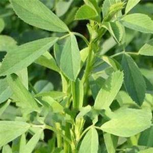Bulk Natural Herbal <strong>Raw</strong> Powder Pure Alfalfa Grass <strong>Juice</strong> Powder Spray Drying Water Soluble Alfalfa Sprout Alfalfa Powder