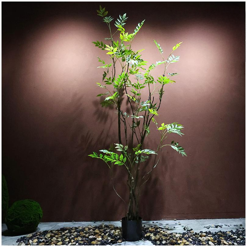 Poirier jaune de 230 cm